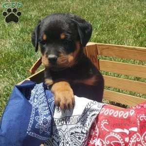 Kenzie, Rottweiler Puppy